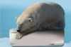 ������� ������ ���������� infrus.ru